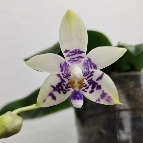 Taiwan orchidee phal km3482 - orchidee,
