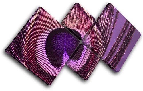 Peacock purple pink - ,