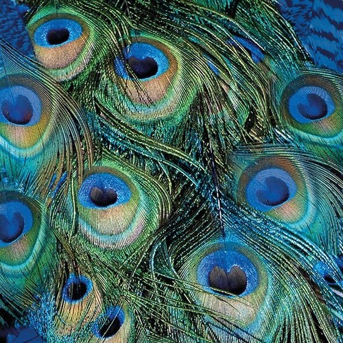 Servietten peacock feather - 20, servietten"peacock