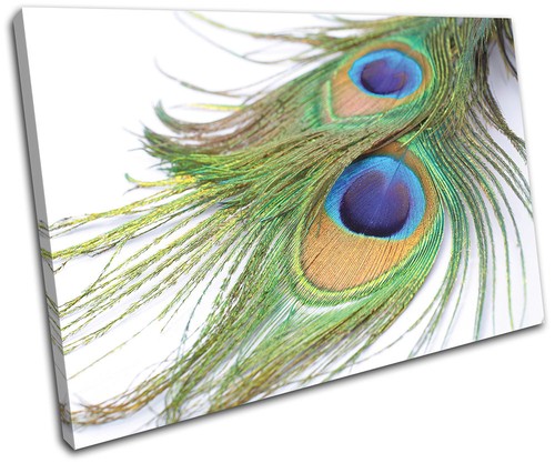 Peacock feathers animals - peacock,