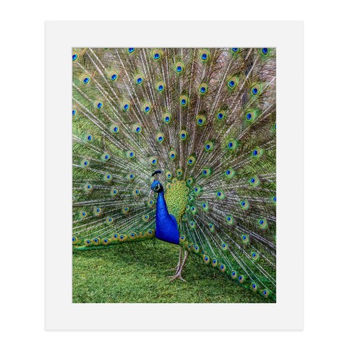 Pfau fine art fotodruck - pfau,