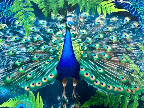 Royal peacock samt - royal, stoff