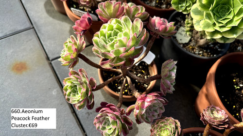 660 aeonium peacock feather - 660.aeonium,