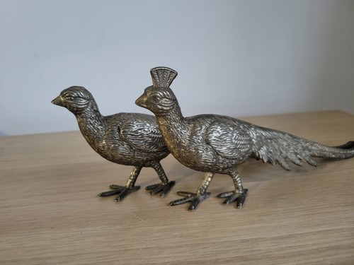 Paar versilberte pfau fasane - paar,
