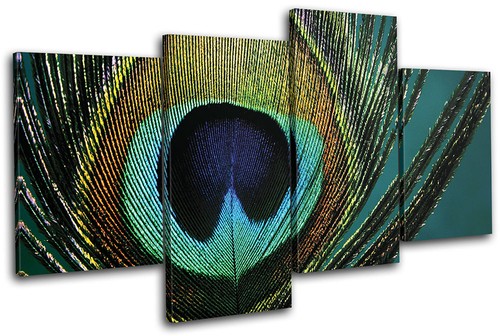 Peacock feathers animals - peacock,