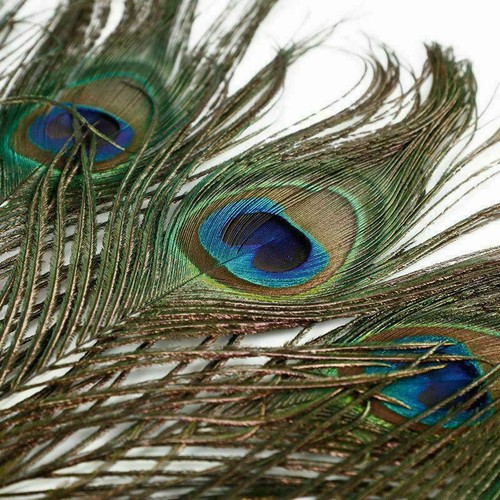 Pfauenfedern natur mit augen - natur,