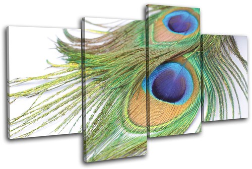 Peacock feathers animals multi - animals,